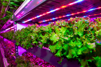 Lettuce growing under horticulture LED lighting